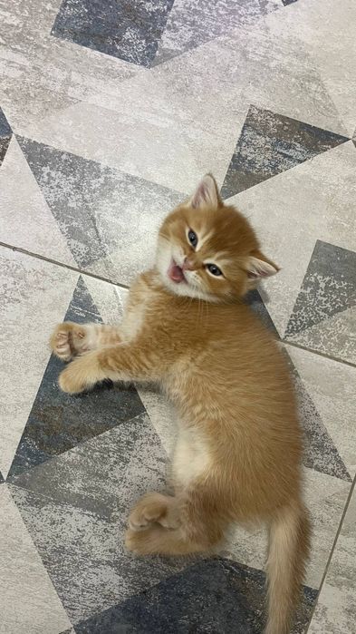 Продаётся котёнок