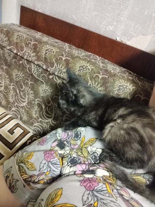 Котёнок девочка,срочно в добрые руки