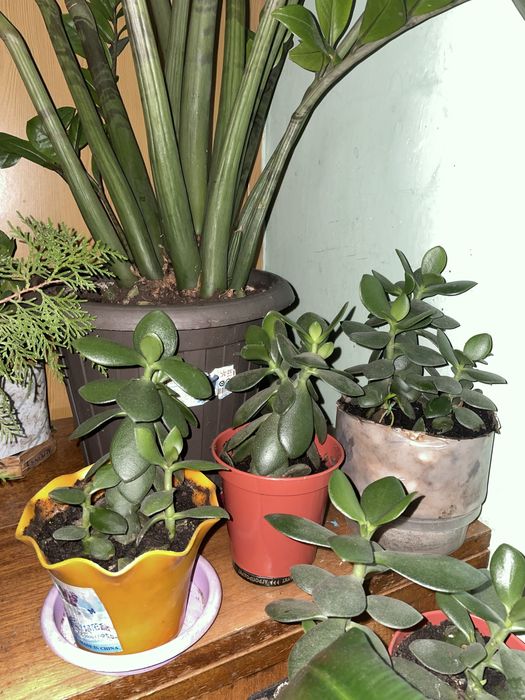 Продам денежные деревья