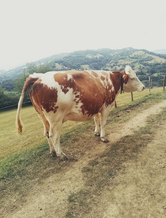 Bălțata românească