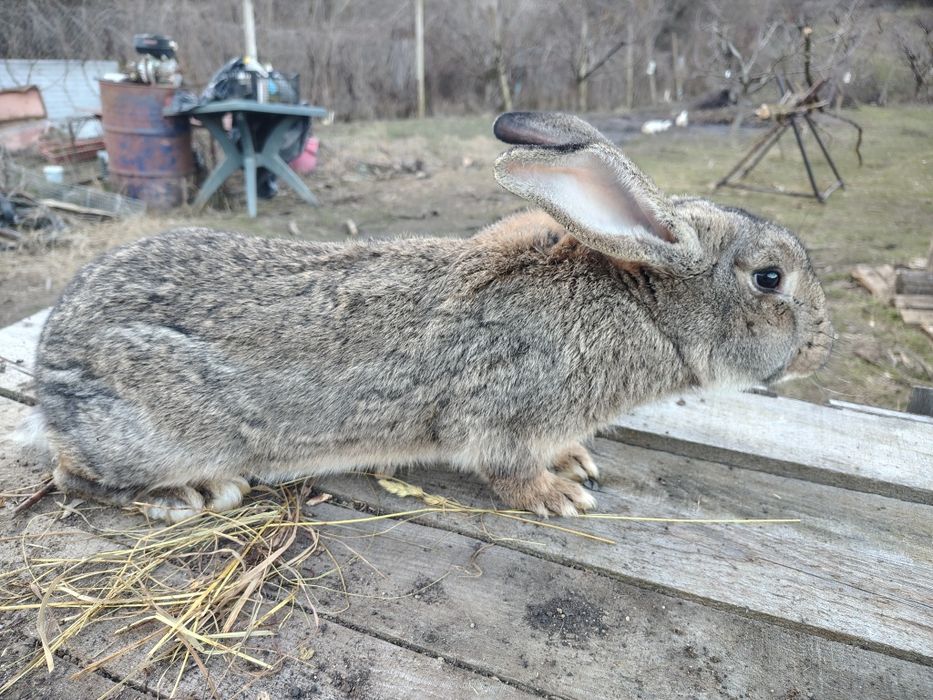 Vand pui de iepuri, marele german