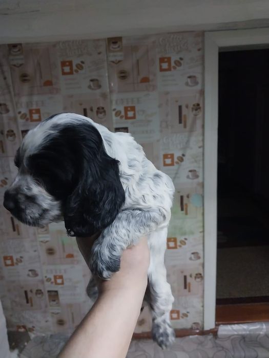 Продам чистокровных спаниелек