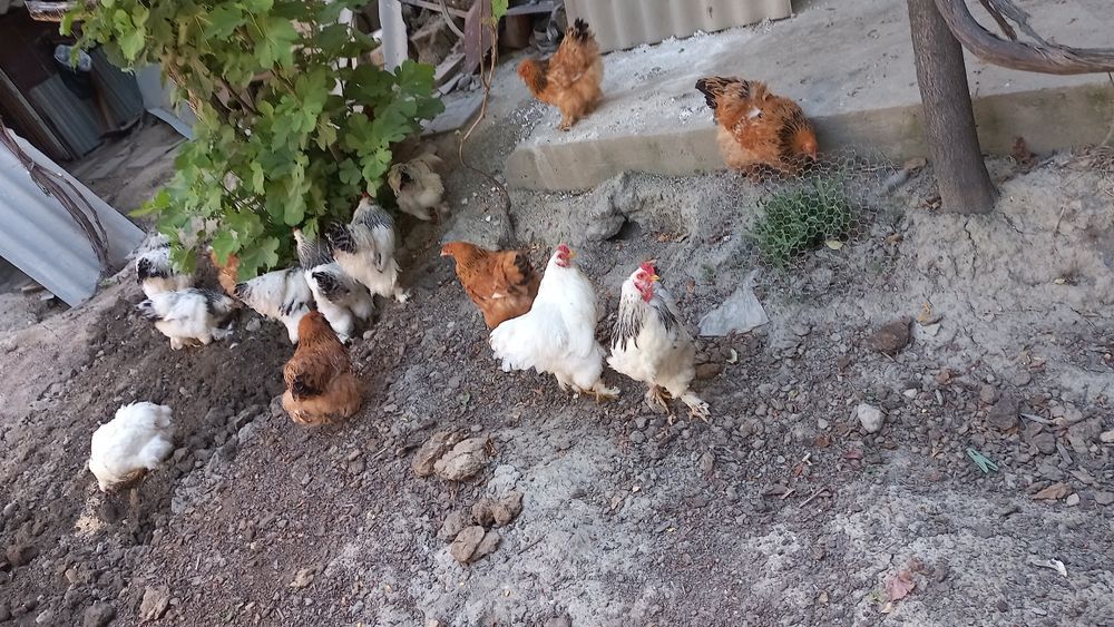 Tovuq sotamiz burama