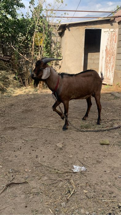 Англонубийский козел для племя