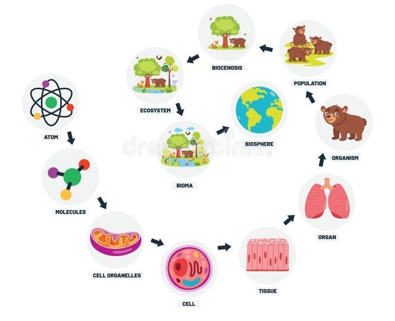Meditații Biologie Online – Pregătire Bac și Admitere – Ritm Personalizat