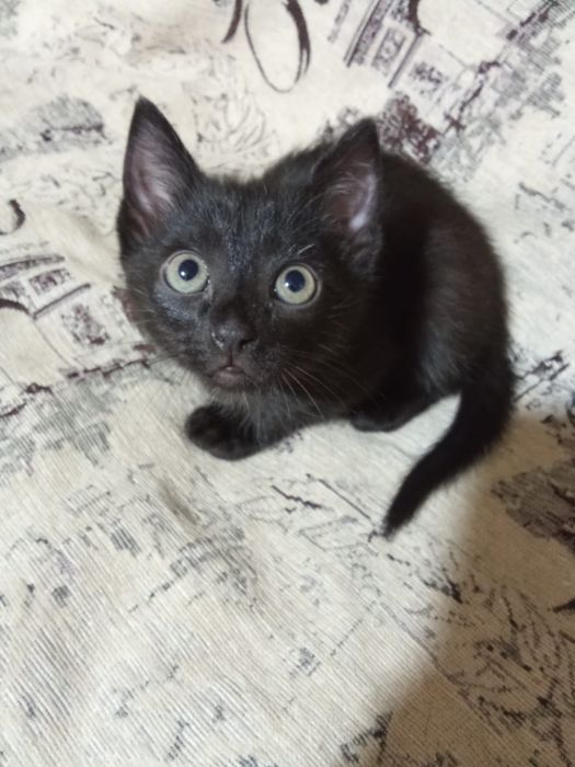 Отдам котенка в добрые руки