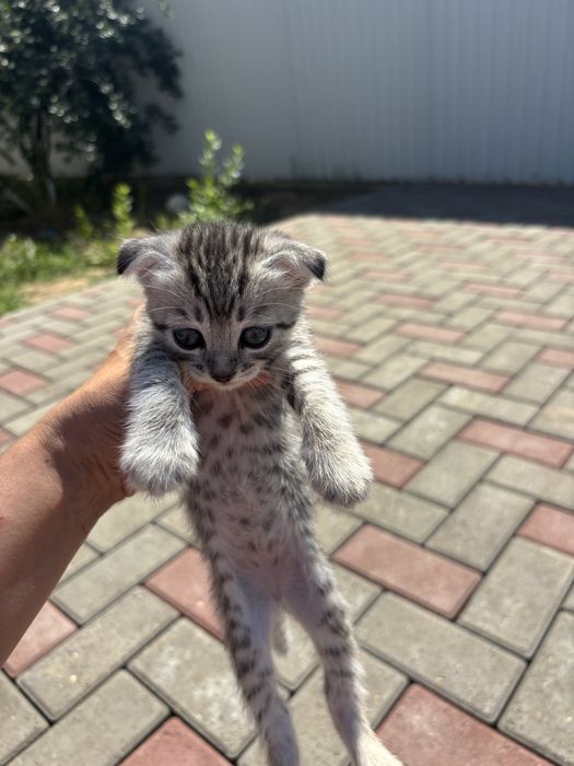 Котята бесплатно