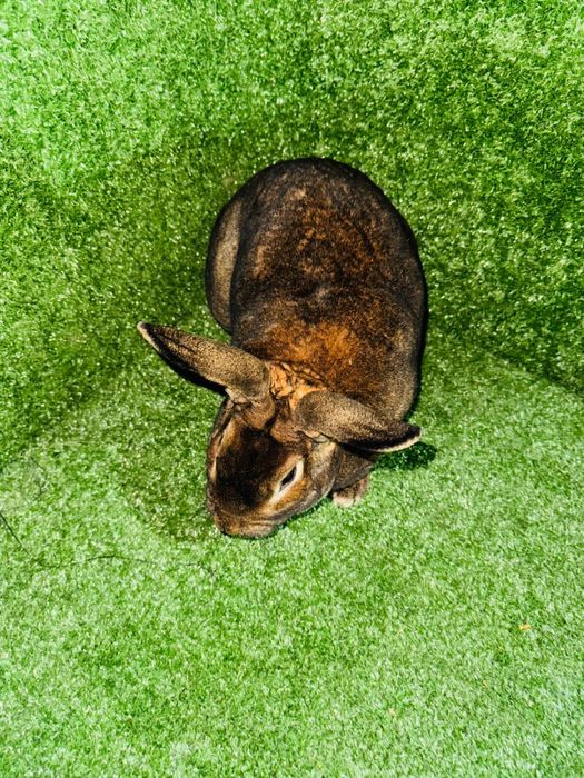 Кролик рекс разных окрасов