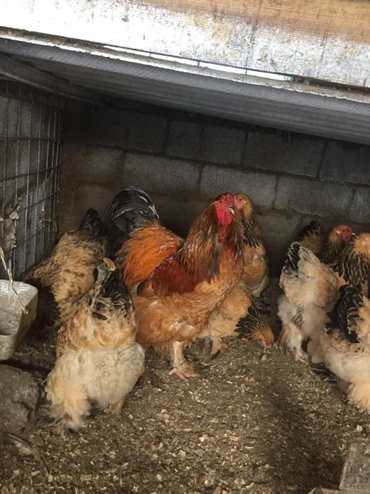 Яйца Чистопородной Брамы