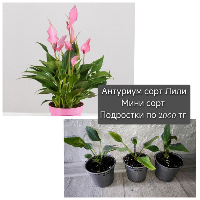 Мужское счастье антуриум