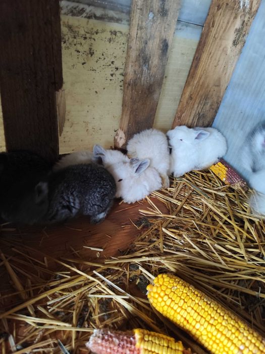 Iepurași de vanzare