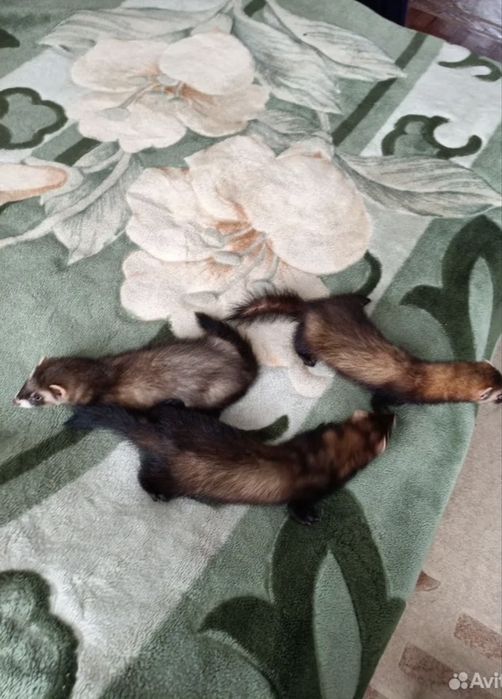 домашний хорекла сотилади