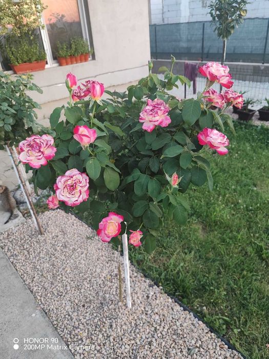 Trandafiri altoiți de vânzare – Diverse soiuri – Angro și Bucată