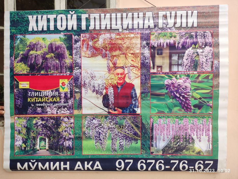 Glitsina глициния guli