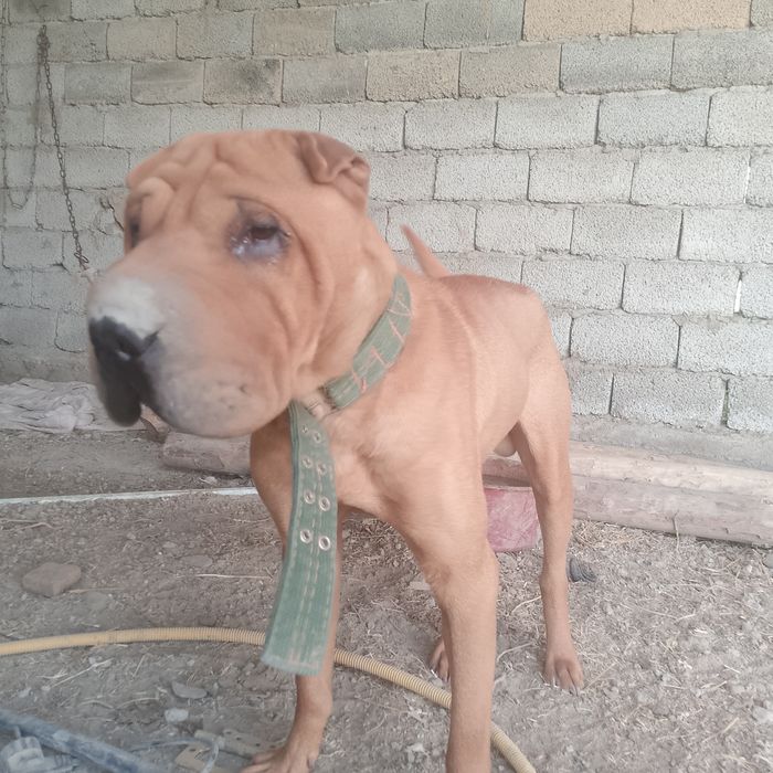 Сатылады пидбул  мен шатыс