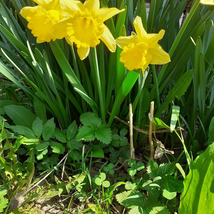 Bulbi flori de primavara - Romanesti