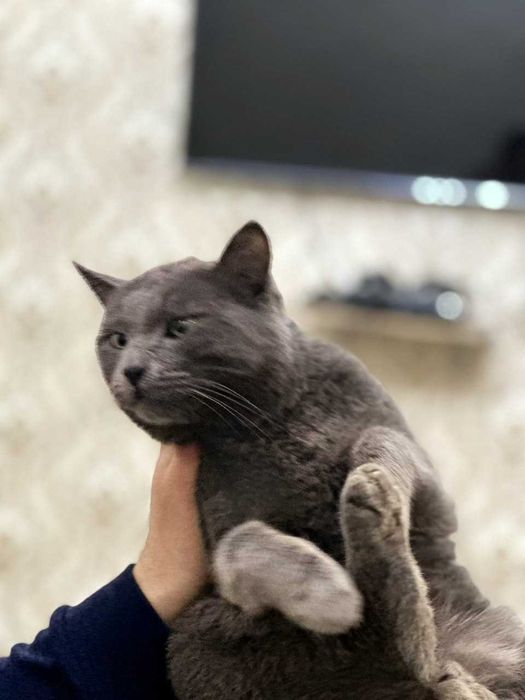 U egilib, mushukini korsatdi.