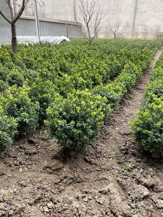 Шамшод кўчатлар 5 йиллик. Shamshod