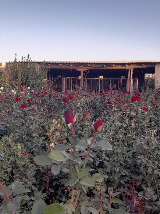 Zaldori shaftoli atirgul nihollari sotiladi