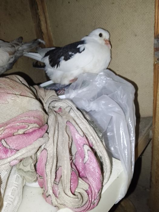 Kaptar sotladi chujoy 400min