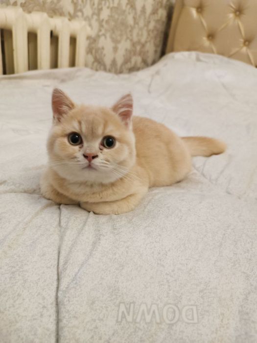 Шотландский скотишь страйт мальчик 6 месяца