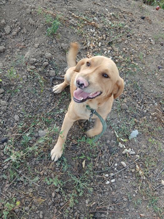 Cățel spre adopție