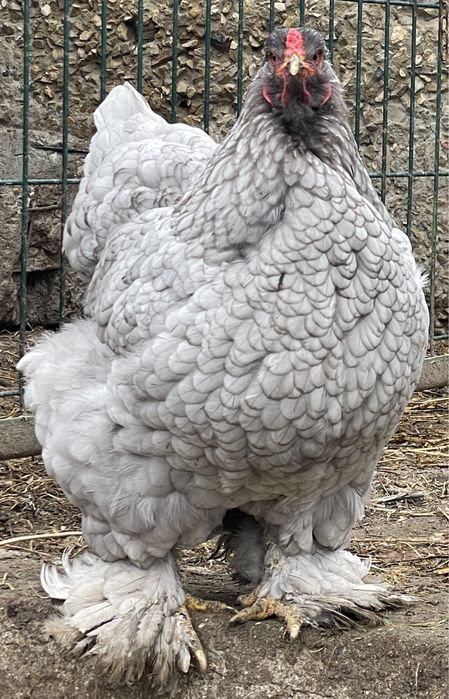 Ouă BRAHMA URIAȘ. Calitate superioară!!