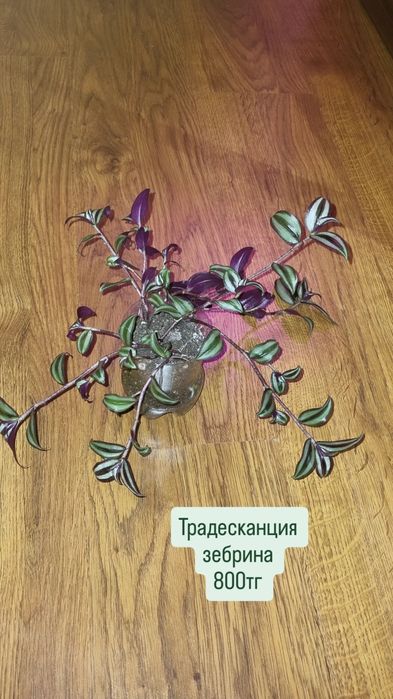 Цветы от 500 до 5000