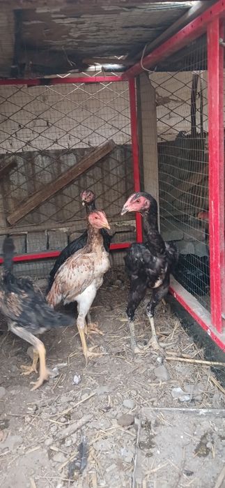 Куланги жужала сотилоди , 1 хуроз 5 товук , 4 айлик, 250дан галишилади