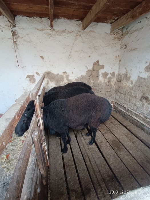 Qochqorlar toza semiz