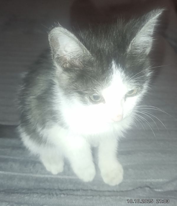 Отдам котят, мать сиамка, отец таби