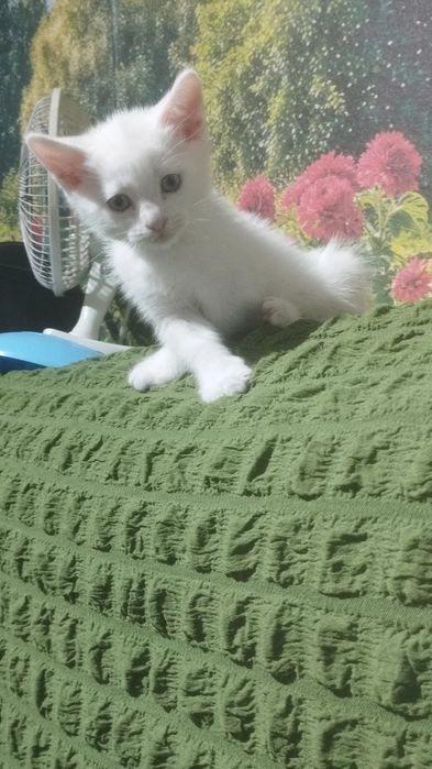 Котенок Турецкой ангоры остался один мальчик