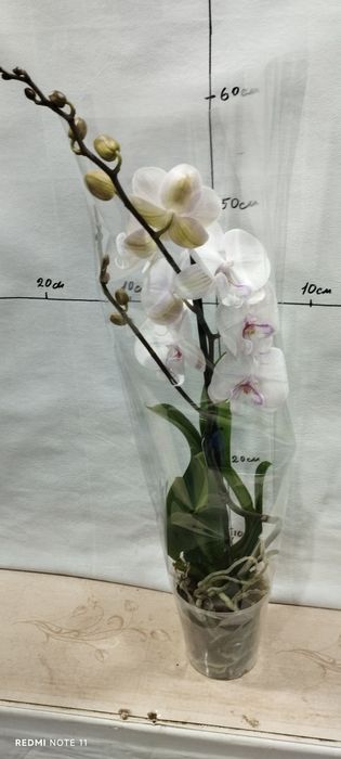 Орхидея   биглип