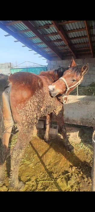 Продаётся полторашка