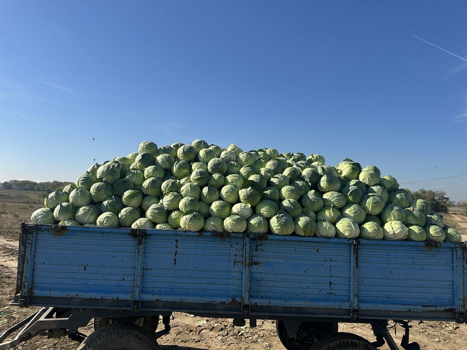 Varza de consum si animale