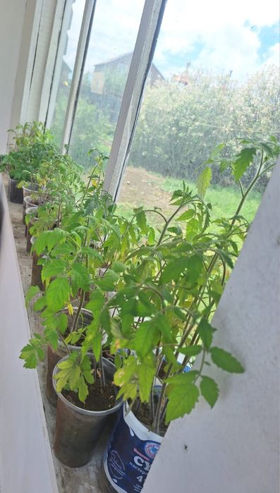 Продам помидорные рассады