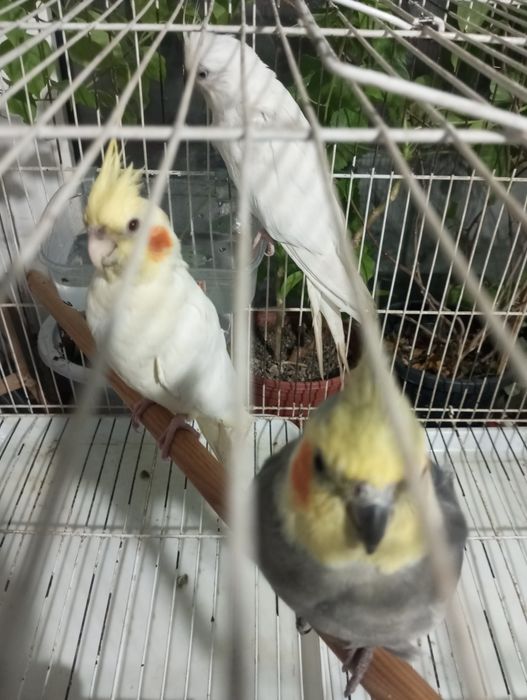 Papugay Karela 3 chalsi 650000somga ber boraman 1tasi nar 2 taksi moda