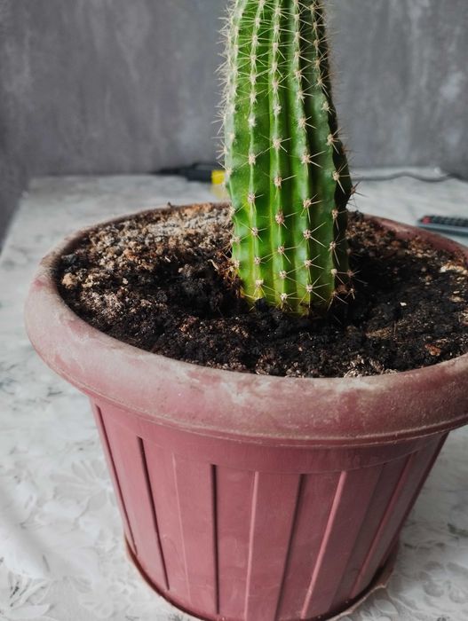 Кактус в горшке продам.