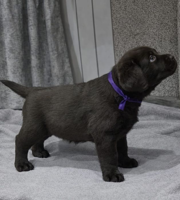 Щенки лабрадора ретривера