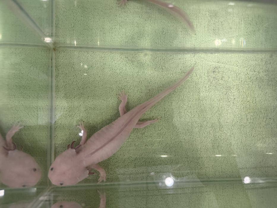 Продам аксолотль