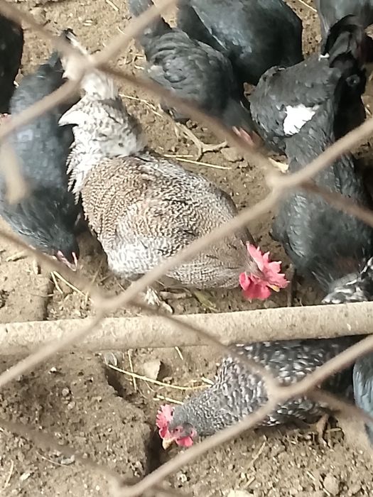 Ozimizi jaydari xoroz sotiladi