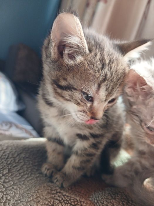 Милая кроха в ваш дом