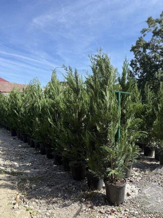 Vand leylandii/leylandii gold calitate extra diferite dimensiuni