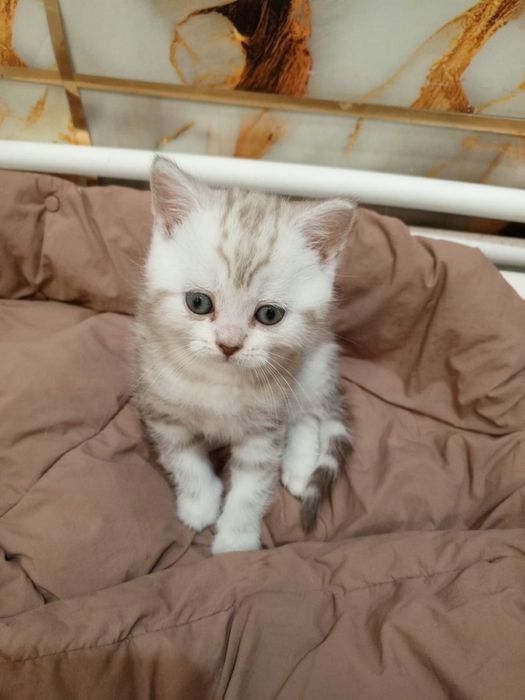 Продам прямоухих шотландцев