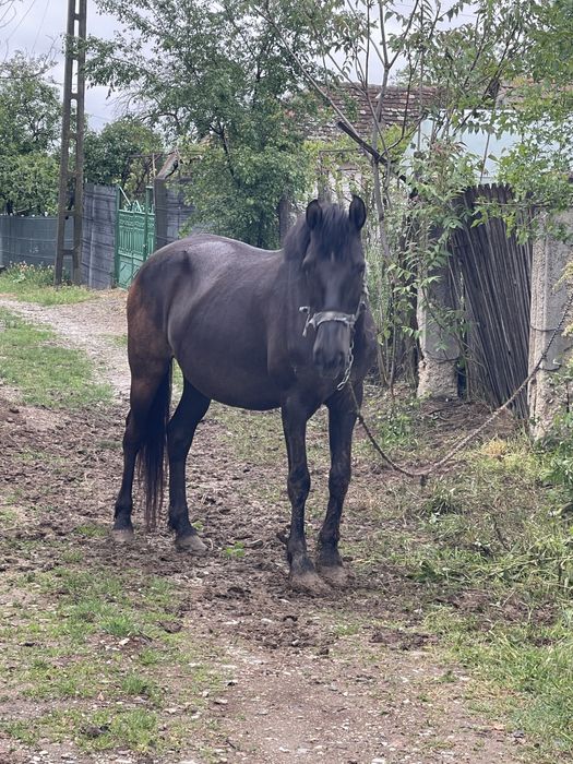 Vând  iapă pusă la căruță