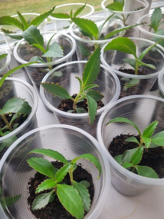 Каланхоэ Дегремона