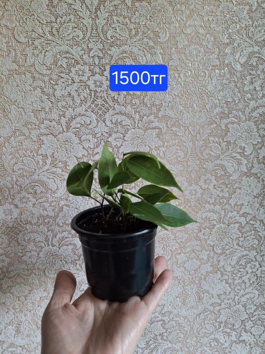 Фикусы. Комнатное растение