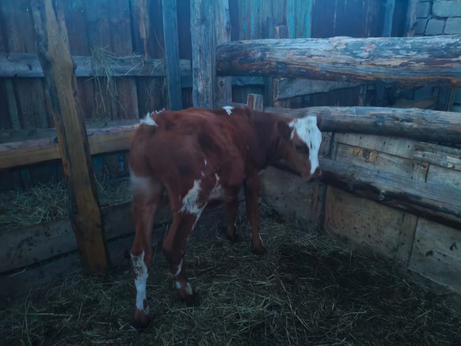 Продам теленок бычок