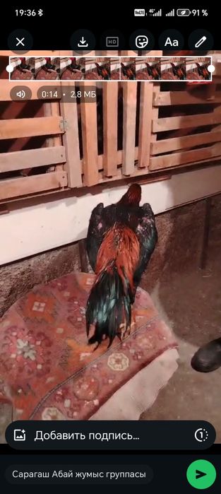 Цыплята боеццовские, дакан шоже