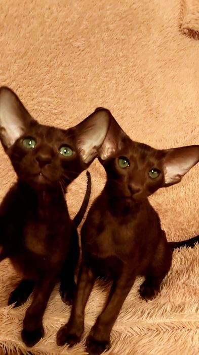 Коричневые Ориентальные Котята
